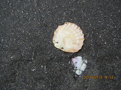 Pecten novaezelandiae