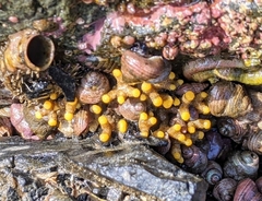 Heteropora pacifica