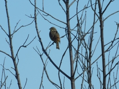 Emberiza citrinella