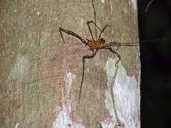 Goniosoma unicolor