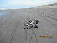 Pecten novaezelandiae