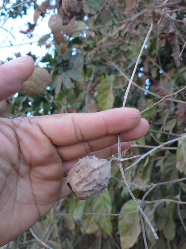 Luffa quinquefida (Luffa quinquefida)