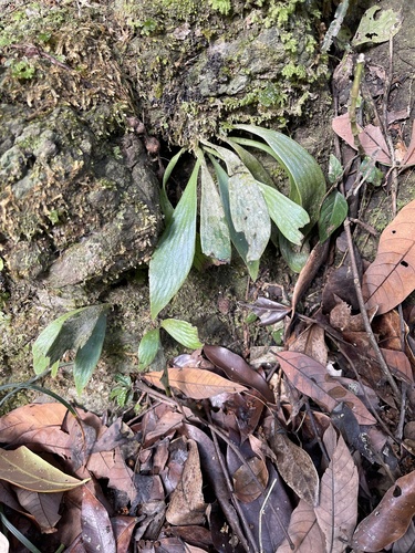 Antrophyum formosanum iNat (2)