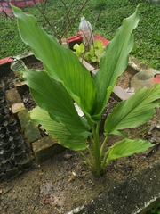 Curcuma longa