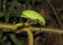 Macropoidelimus mniszechi