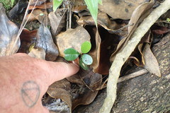 Rhaphiolepis umbellata