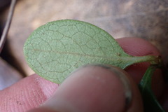 Rhaphiolepis umbellata