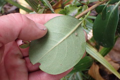 Rhaphiolepis umbellata