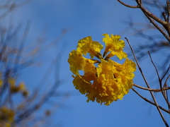 Handroanthus umbellatus