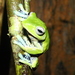 Norhayati's Flying Frog - Photo (c) Yingyod Lapwong, some rights reserved (CC BY-NC), uploaded by Yingyod Lapwong