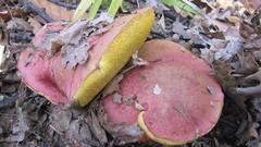 Boletus spretus