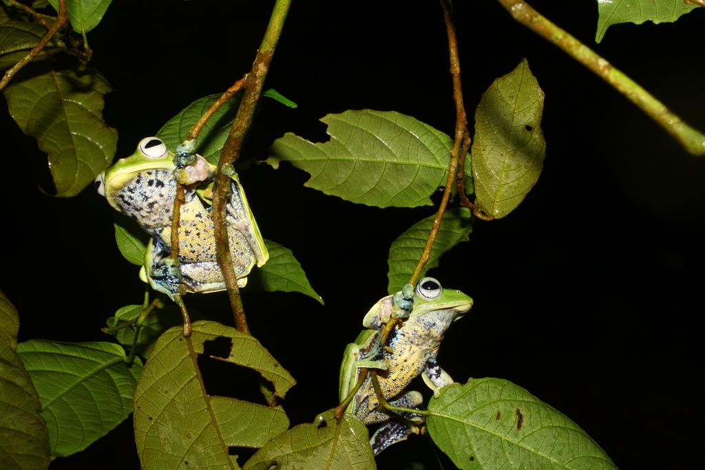 Norhayati's Flying Frog