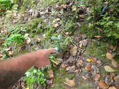 Rhaphiolepis umbellata