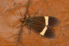 Aclytia heber