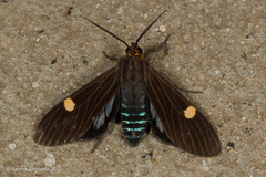 Aclytia punctata