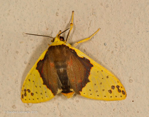 Amaxia perapyga