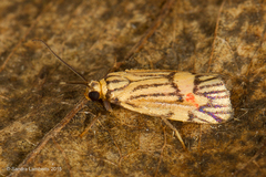 Callisthenia angusta