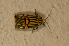 Callisthenia angusta
