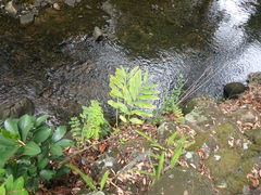 Hedychium flavescens