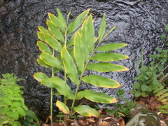Hedychium flavescens