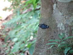 Hypocrita fenestraria