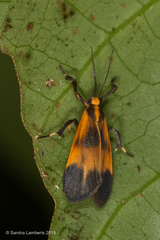 Correbidia