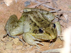 Leptodactylus latrans