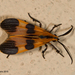 Correbia undulata - Photo (c) A Lamberts, algunos derechos reservados (CC BY-NC), subido por A Lamberts