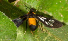 Leucotmemis latilinea