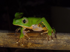 Phyllomedusa burmeisteri