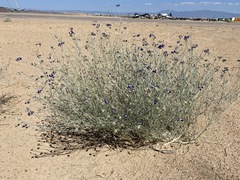 Psorothamnus scoparius