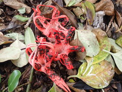 Clathrus archeri