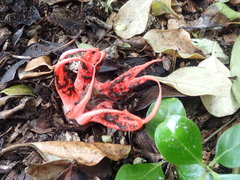 Clathrus archeri