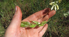Astragalus conjunctus rickardii
