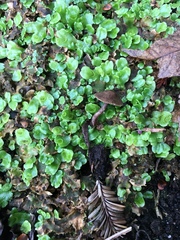 Melanophyllum haematospermum image