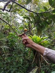 Posoqueria latifolia