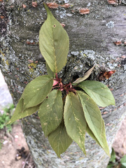 Prunus