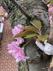 Prunus