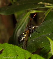 Isanthrene incendiaria