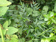 Strobilanthes anisophyllus