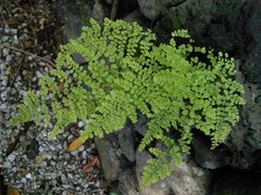 Adiantum concinnum