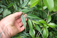 Strobilanthes anisophyllus