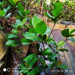 Dillenia suffruticosa