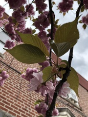 Prunus