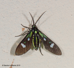 Leucotmemis nexa