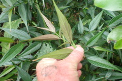 Strobilanthes anisophyllus