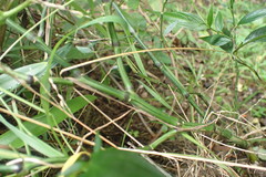 Strobilanthes anisophyllus