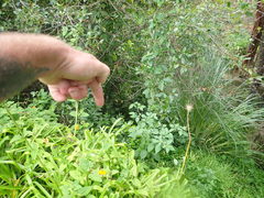 Strobilanthes anisophyllus