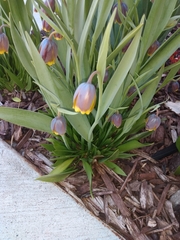Fritillaria michailovskyi