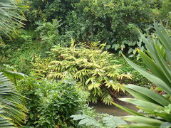 Hedychium flavescens